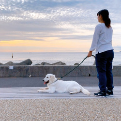 GreenWood210/M ロングリード小型犬-中型犬用//チワワ、トイプードル等 3枚目の画像