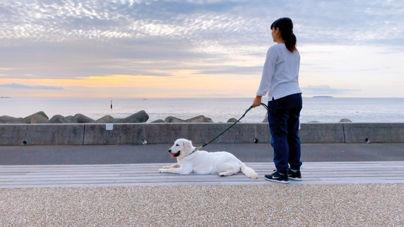 GreenWood210/M ロングリード小型犬-中型犬用//チワワ、トイプードル等 3枚目の画像