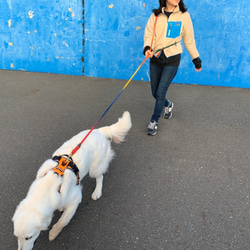 Chororin’sSweater250/LL ロングリード 大型犬用/絵本風カラー 犬のリード 3枚目の画像