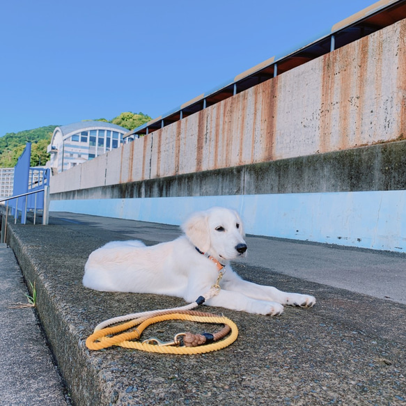 YellowSubmarine210/LL ロングリード黄色 大型犬用/ピレニーズ等 犬のリード 3枚目の画像