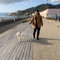 AbbeyRoad210/M ロングリード 復刻版オリジナルカラー 小-中型犬用 犬のリード 3枚目の画像