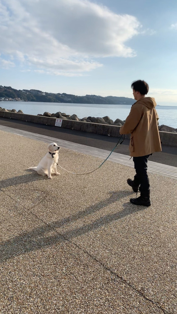 IceBerg210/LL ロングリード 氷山グラデーションカラー 大型犬用 犬のリード 3枚目の画像