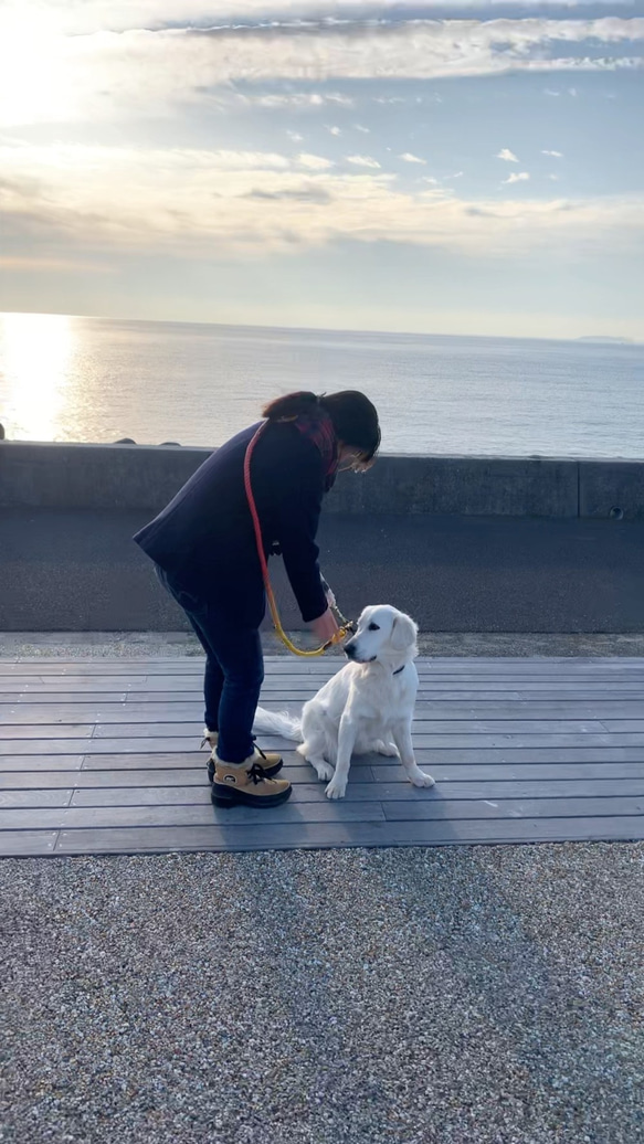 GoodHope210/LL ロングリード 喜望峰グラデーション 大型犬用/バーニーズ 等 犬のリード 3枚目の画像