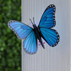 ステッカー Blue Morpho Butterfly (5パック) 1枚目の画像