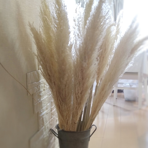 単品1本《ドライフラワー・2022パンパスグラス早生》ナチュラルカラー