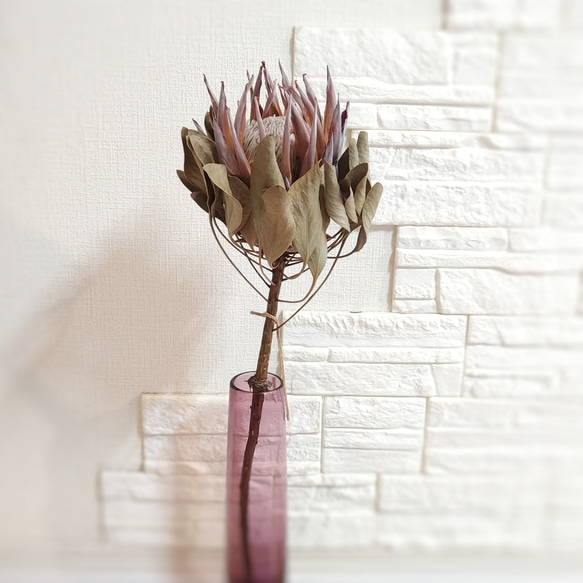 キングプロテアピンク＊1本売り＊生花＊ 【公式通販】