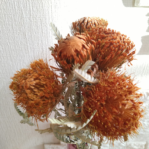 単品シリーズ〈ドライフラワー・ドライアンドラフォルモーサ〉1本