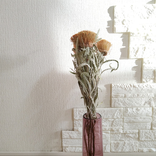 単品シリーズ〈ドライフラワー・ドライアンドラフォルモーサ〉1