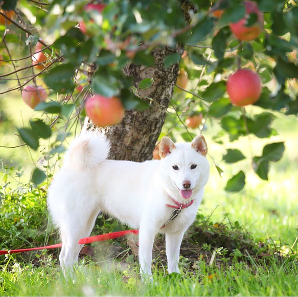 【りんご蜜】完熟紅玉アップルジェリー 5枚目の画像
