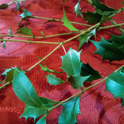ヒイラギの枝 葉 5本セット ナチュラル クリスマス 天然 素材 1枚目の画像
