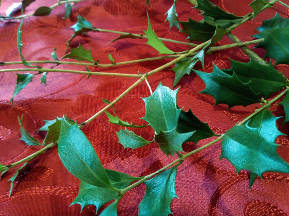 完売　　天然野生の可愛い【柊さんと樅の木さんセット】柊＊樅の木＊クリスマスツリー 完売 天然＊野生の可愛い柊さん/ヒイラギ/クリスマスツリー/葉が大きい