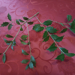 ヒイラギの枝 葉 5本セット ナチュラル クリスマス 天然 素材 5枚目の画像