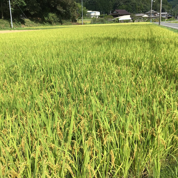 おうち飲み【武蔵の里　冷酒飲み比べセットM-77/クール便対応】日本酒ギフト 5枚目の画像