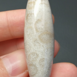ｃ0101　フォッシルコーラル化石珊瑚天珠14*40ミリ 3枚目の画像