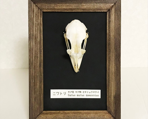 ニワトリの頭骨標本(フレーム) その他インテリア雑貨 小椋一佳 通販