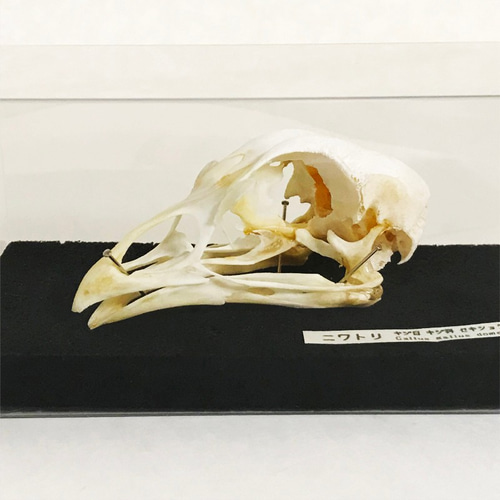 ニワトリの頭骨標本(クリアケース) その他インテリア雑貨 小椋一佳