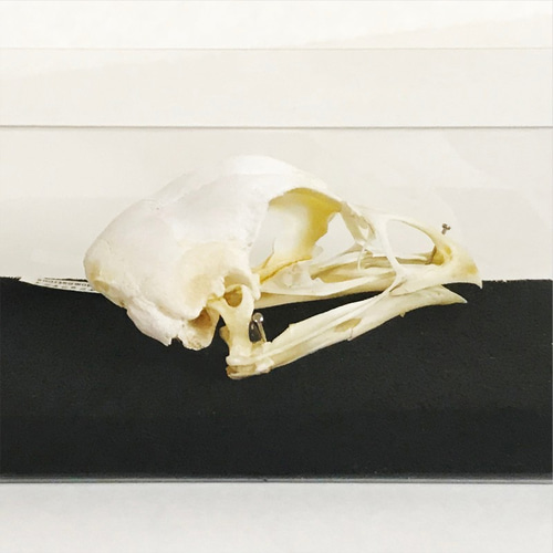 ニワトリの頭骨標本(クリアケース) その他インテリア雑貨 小椋一佳