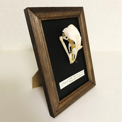 ニワトリの頭骨標本(フレーム) 2枚目の画像
