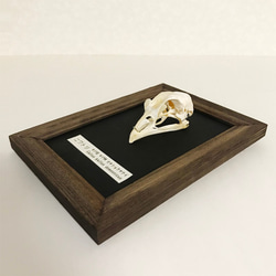 ニワトリの頭骨標本(フレーム) 3枚目の画像