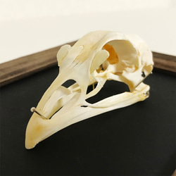 ニワトリの頭骨標本(フレーム) 4枚目の画像