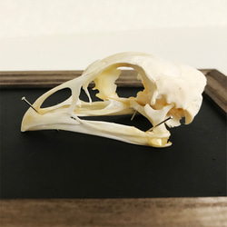 ニワトリの頭骨標本(フレーム) 5枚目の画像