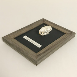 ラットの頭骨標本(フレーム) 3枚目の画像
