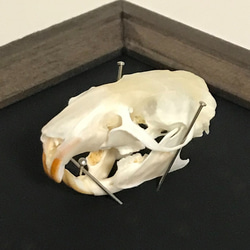 ラットの頭骨標本(フレーム) 4枚目の画像