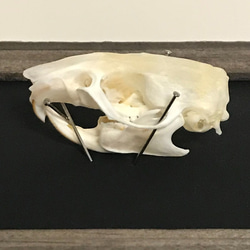 ラットの頭骨標本(フレーム) 5枚目の画像