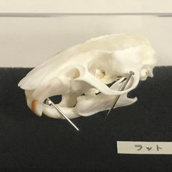 ラットの頭骨標本(クリアケース) 2枚目の画像