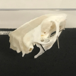 ラットの頭骨標本(クリアケース) 3枚目の画像