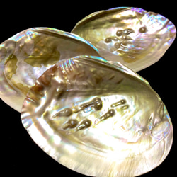 数量限定☆ヒーリング浄化 さざれ石付き！パールシェル(真珠付き池蝶貝