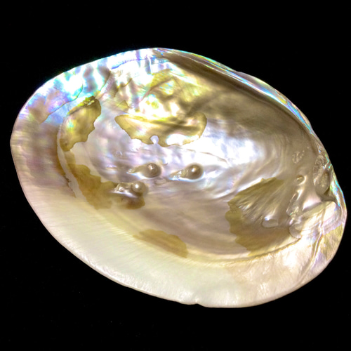 数量限定☆ヒーリング浄化 さざれ石付き！パールシェル(真珠付き池蝶貝