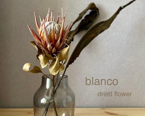 sold プロテアリース 1_19f97817d26f071c29c5efd34642