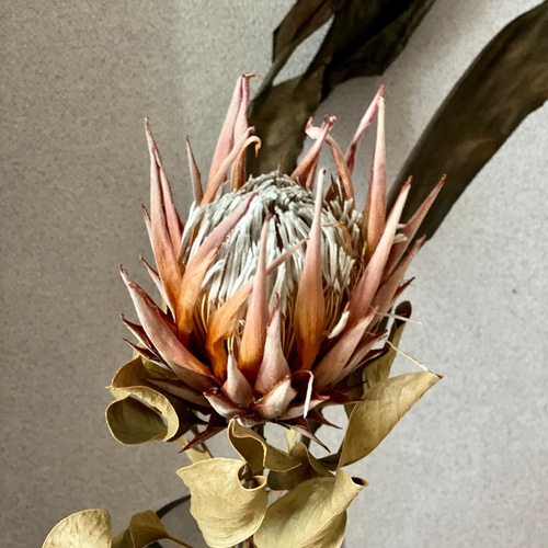 キングプロテアとストレリチアリーフのドライフラワーセット ドライ