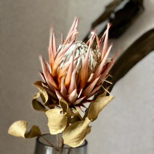 キングプロテアとストレリチアリーフのドライフラワーセット ドライ
