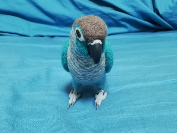 羊毛フェルト　ホオミドリアカオウロコインコ　ブルー 3枚目の画像