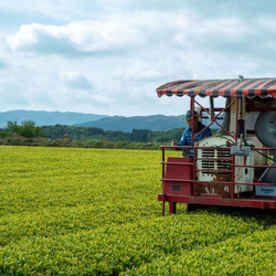 母の日【有機JAS認定】 オーガニック 有機 生姜紅茶 鹿児島県産 生姜茶 ショウガ ジンジャーティー 10枚目の画像