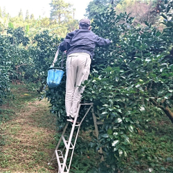 農薬・化学肥料不使用　辺塚だいだい　２ｋｇ　ノーワックス・防腐剤不使用　鹿児島から産地直送でお届け 6枚目の画像