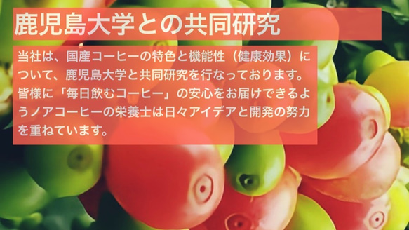 国産 コーヒー 100％ 国産珈琲果実100%「果実の極(かじつのきわみ)」100g 国産珈琲 プレゼント ギフト 6枚目の画像