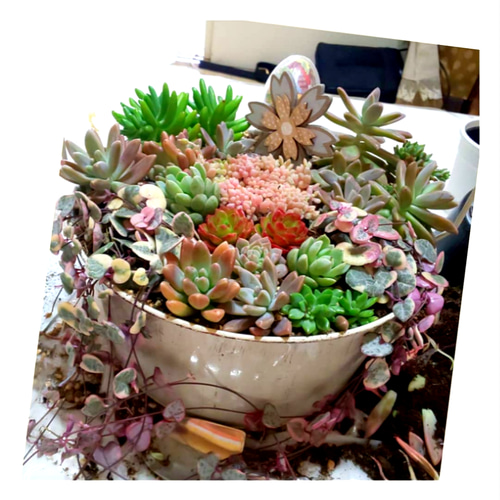 多肉植物寄せ植え～ その他インテリア雑貨 たかちゃん 通販｜Creema 