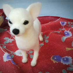 リアル羊毛フェルト スムースチワワ白 羊毛フェルト あのこのあしおと