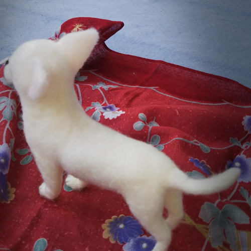 羊毛フェルト　スムースコートチワワ リアル羊毛フェルト スムースチワワ白 羊毛フェルト あのこのあしおと