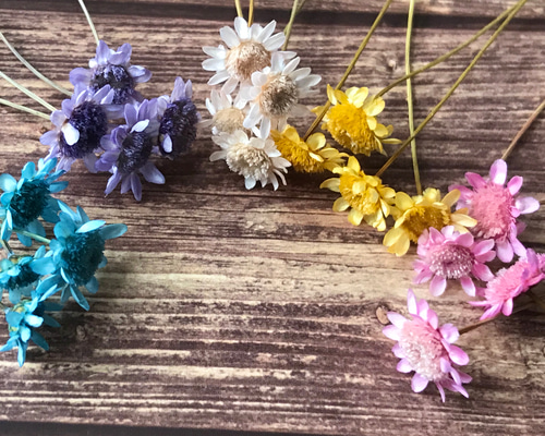 淡色》大きめスターフラワー＊ドライフラワー その他素材 雀雑貨店