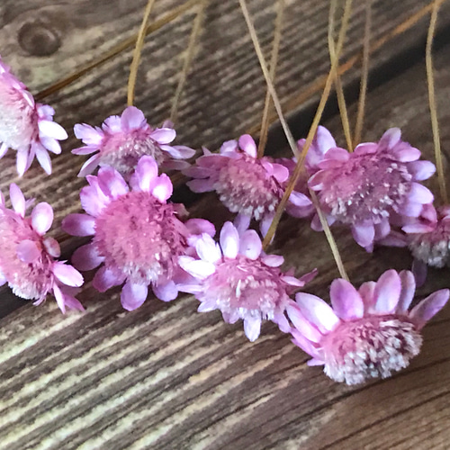 【彩様おまとめ】ドライフラワー 楽天市場】お花 の アソートセット 12種 □ 花 花材 押し花