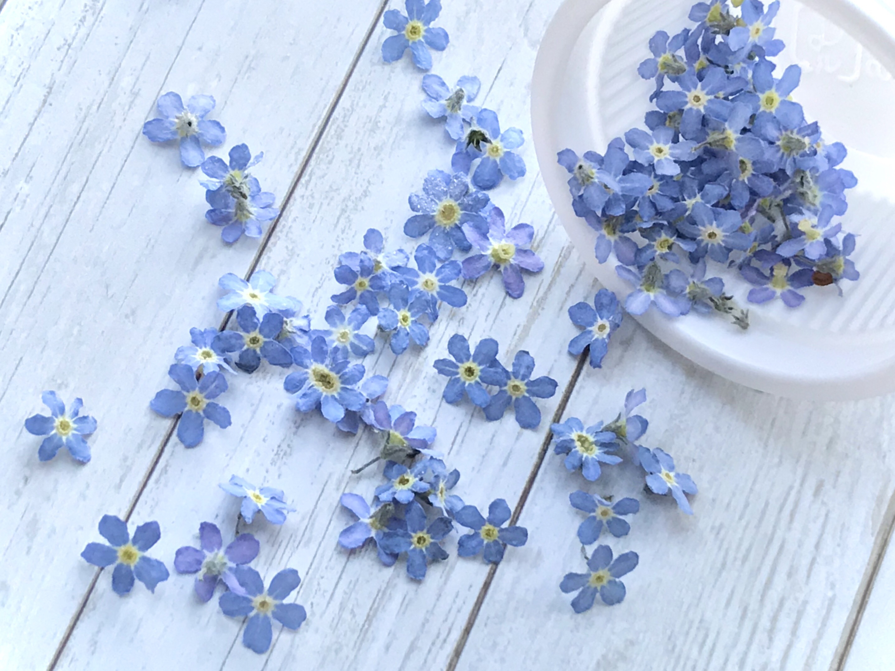 ao様♡【ドライフラワー】勿忘草/わすれな草/忘れな草（S）（668 パーツ）