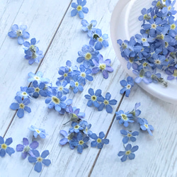 2025勿忘草＊ドライフラワー その他素材 雀雑貨店 通販 9803088