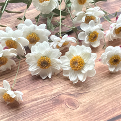 2025勿忘草＊ドライフラワー その他素材 雀雑貨店 通販 9803088