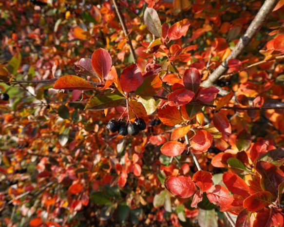 アロニアの紅葉した葉のドライフラワー 2枚目の画像