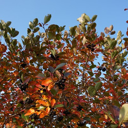 アロニアの紅葉した葉のドライフラワー 3枚目の画像