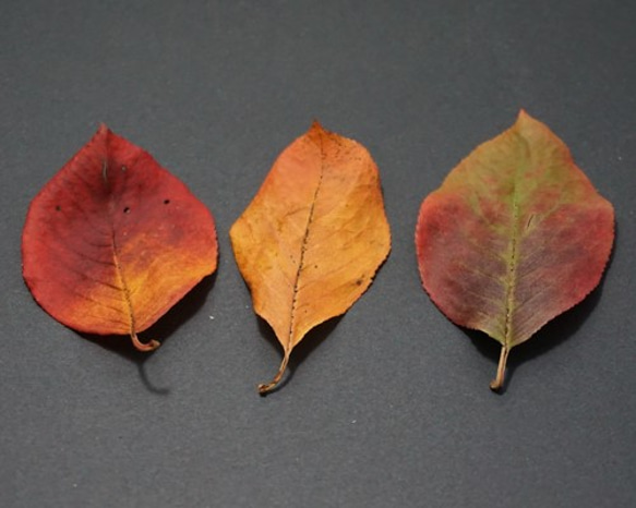 アロニアの紅葉した葉のドライフラワー 4枚目の画像